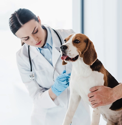 Şehzadeler Veteriner